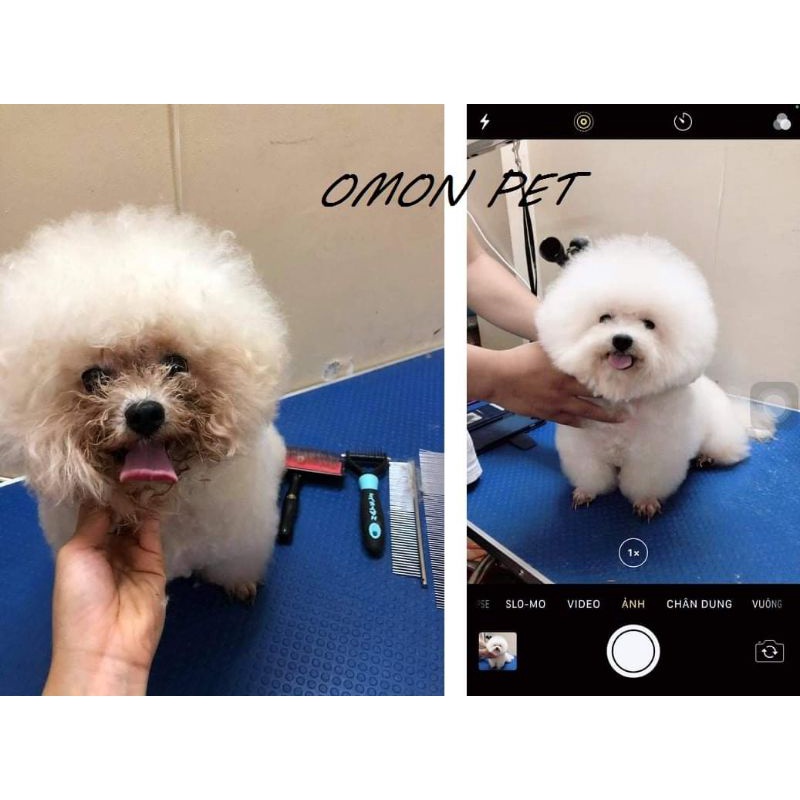 [An Toàn] Sét Tẩy ố Lông Cho Chó Mèo