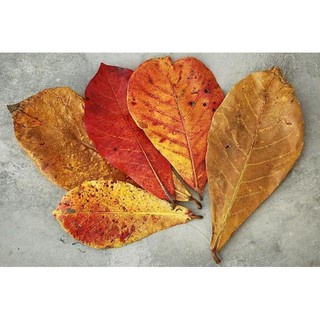 Lá Bàng Khô Cho Cá Cảnh