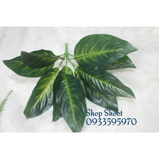 Cành lá môn xanh đậm