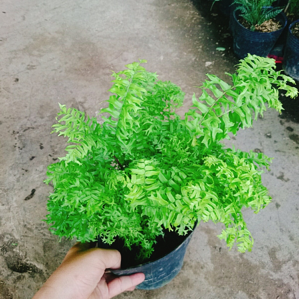 Cây Dương Xỉ Đuôi Tôm - cây cảnh để bàn