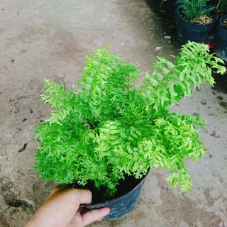 Cây Dương Xỉ Đuôi Tôm - cây cảnh để bàn