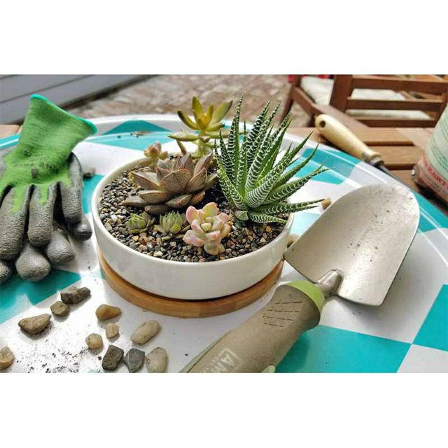 Đá perilte - sỏi nhẹ trồng sen đá xương rồng