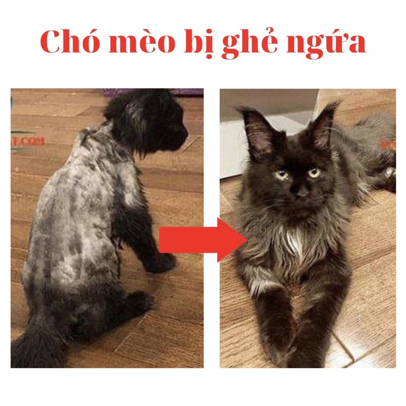 ❤️ Freeship ❤️Sữa Tắm Chó Mèo FAY MEDICARE 290m Dog Cat Shampoo Chính Hãng Hỗ Trợ Điều Trị Ghẻ Ngứa Xà Mâu Nấm Da