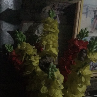 Combo chai nhựa cắt sẵn