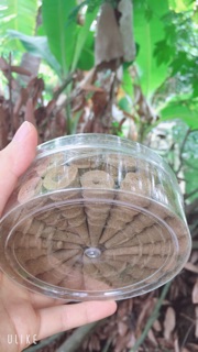 Nụ đuổi muỗi thảo dược