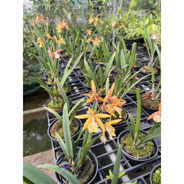 😍😍Cattleya Jairak Canary