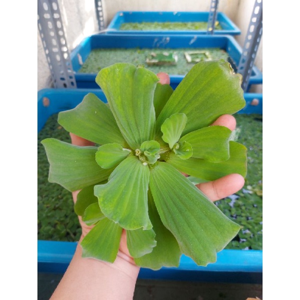 Bèo cái (bèo tai tượng) size lớn