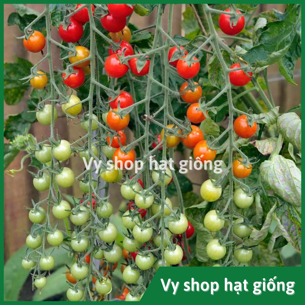 Hạt giống cà chua cherry chuỗi ngọc Thái Lan gói 35 hạt