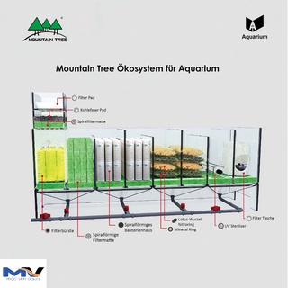 Sứ củ sen, sứ mountain tree thế hệ 1 / thế hệ 3