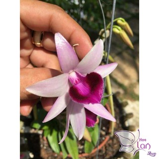 Hoa lan Giả hạc (Phi điệp) Ma Bó - NHƯ HÌNH