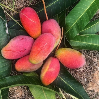 cây xoài tím thái lan