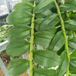 combo 3 ki phi điệp lá mít pù luông