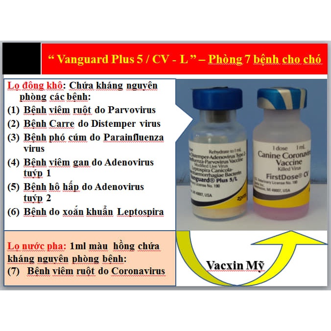 [ Hàng Chính Hãng]  Zoetis Vanguard Plus 5/L hoặc RABISIN chuyên chó mèo tặng kim 1cc tặng xổ