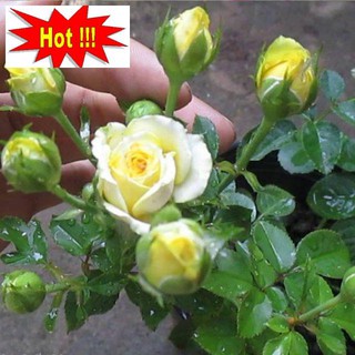 Hạt giống hoa hồng tỉ muội - 10 hạt