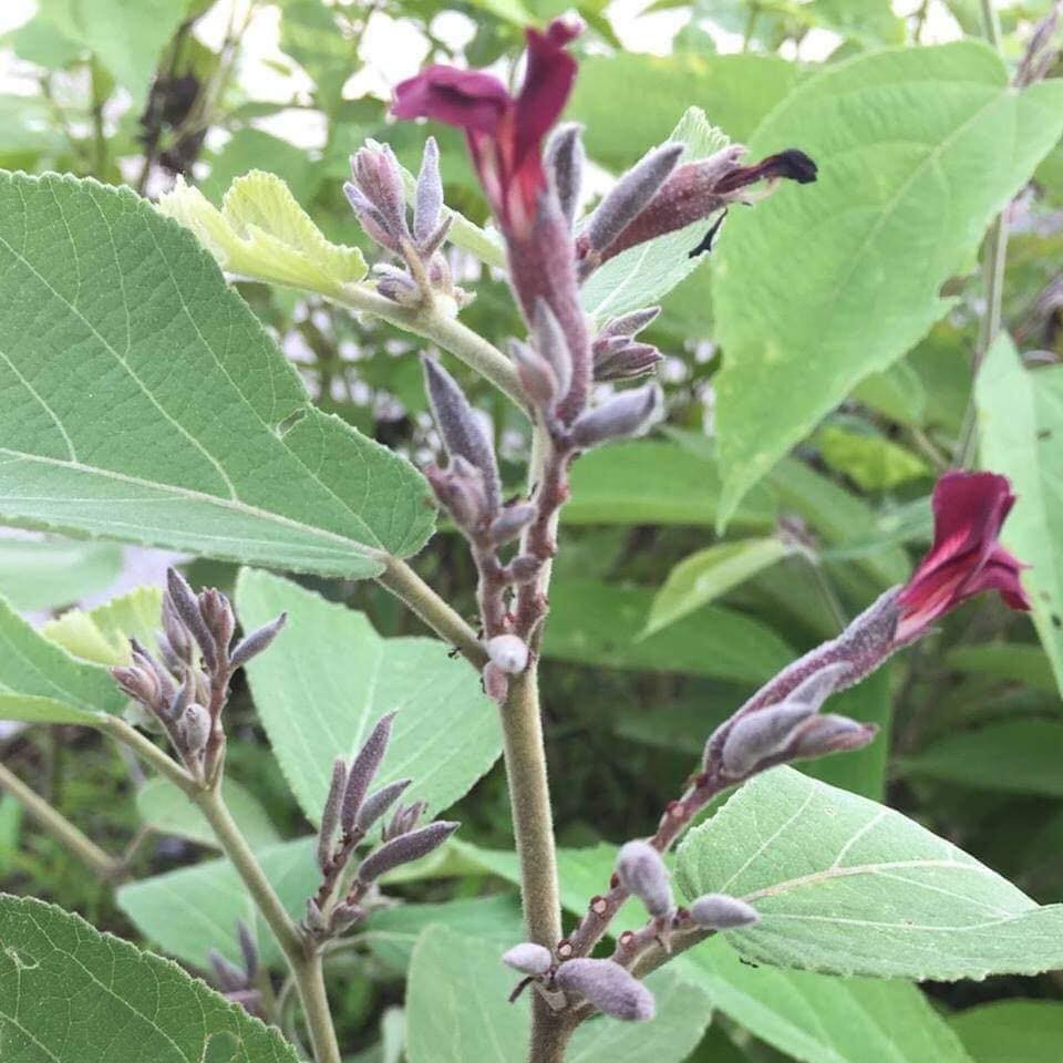 Cây An Xoa Sao Vàng