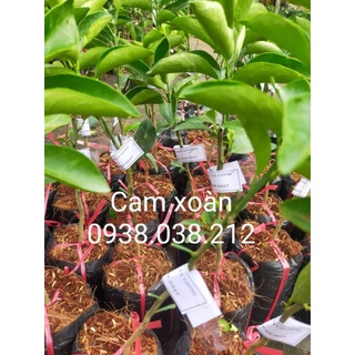 CÂY CAM XOÀN , CAM NGỌT VỎ MỎNG