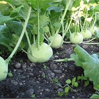 Hạt giống Củ su hào xanh