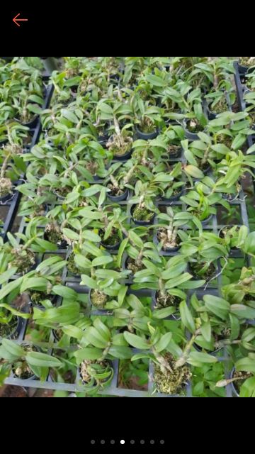 Hoa lan Trầm Nestor lai