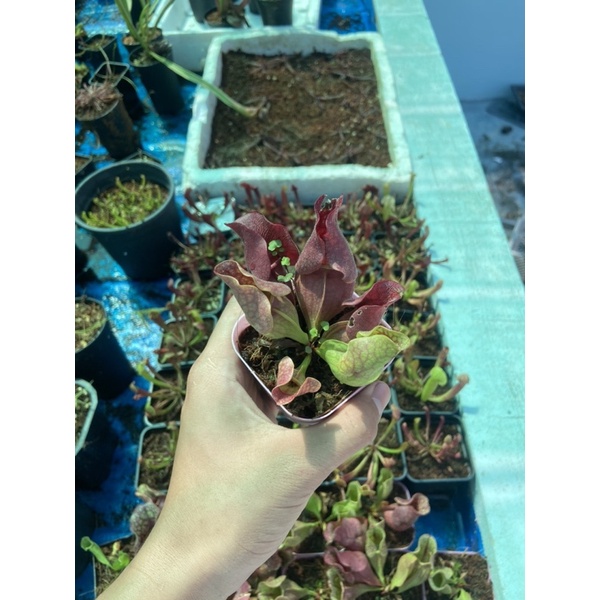 Cây hố bẫy tổng hợp, sarracenia , cây bắt mồi