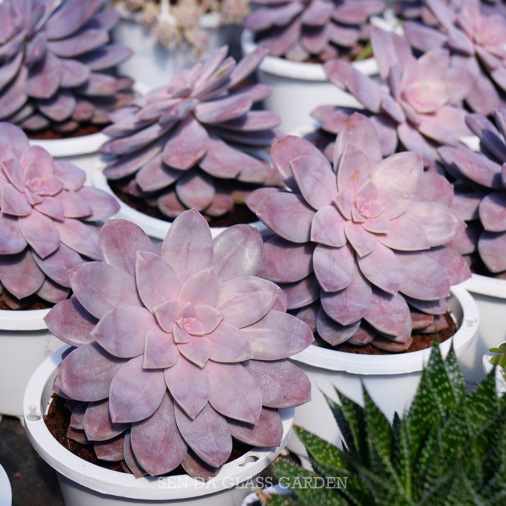 Sen Đá Dĩa Hồng Chậu lớn 15cm, Khỏe, Dễ trồng, Hàng  Đà Lạt, Lỗi 1 đổi 1