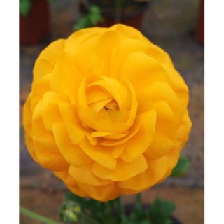 Củ hoa hồng mao lương màu vàng đậm - tặng kèm viên nén ươm củ ( 1 củ )