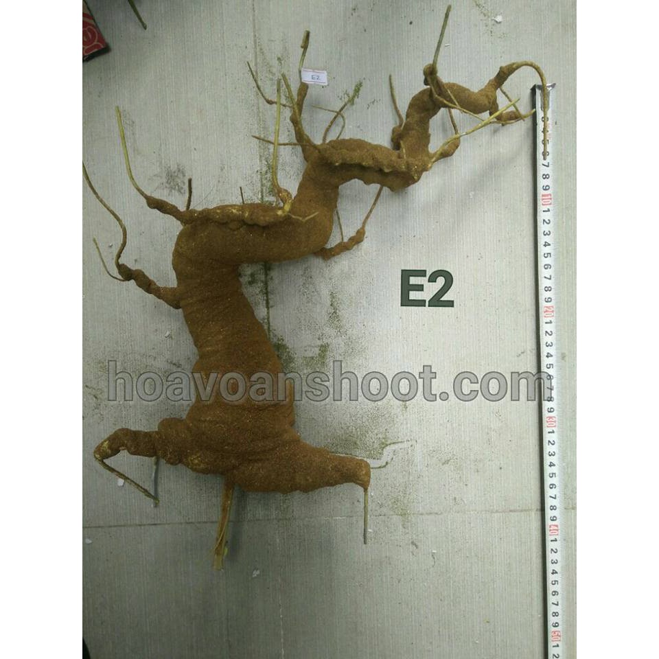 GỐC BONSAI E2( CAO 40CM) LÀM THÂN MAI ĐÀO