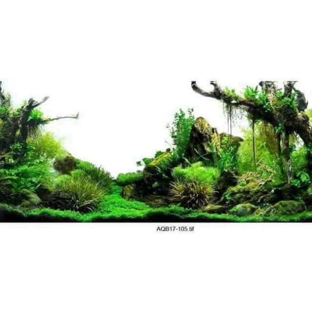 Tranh 3D dán bể cá kt 70x50cm
