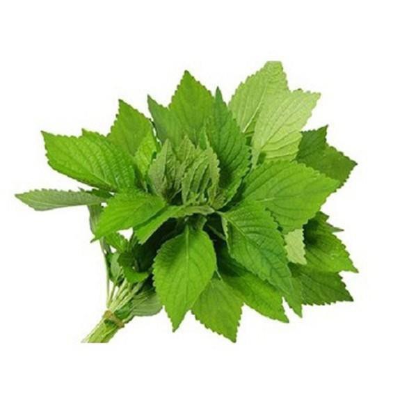 HẠT GIỐNG KINH GIỚI CAO SẢN (NN.92) 5G