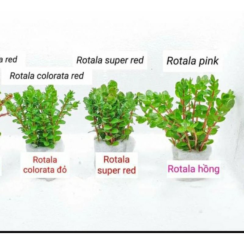 15 cây thủy sinh vảy ốc xanh - rotala green - dễ trồng không cần co2