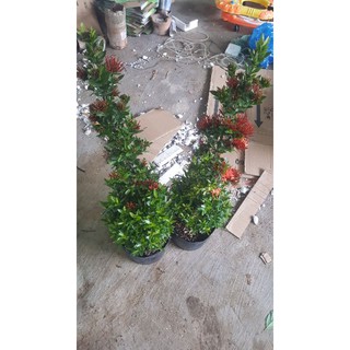 cây mẫu đơn lá nhỏ( bông trang lá nhỏ)