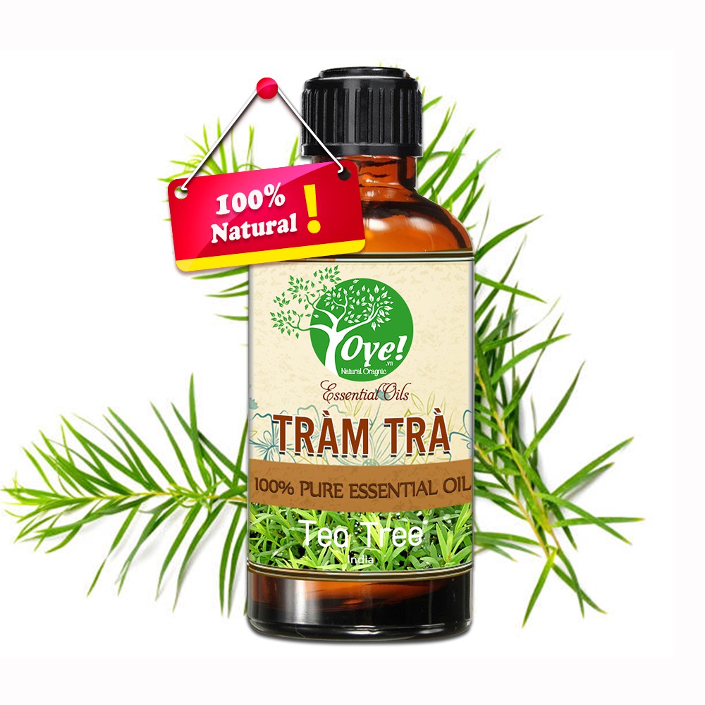 Tinh Dầu Tràm Trà 50ml Nguyên Chất