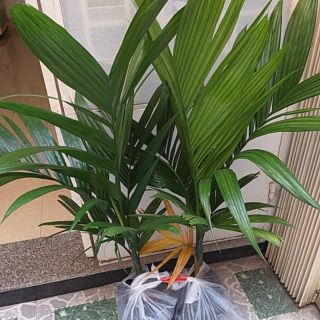 Cây cau lùn bầu to, cây đẹp. cao từ 1.3m từ gốc đến lá.