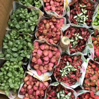 Cây cẩm nhung xanh-đỏ-cây lá may mắn