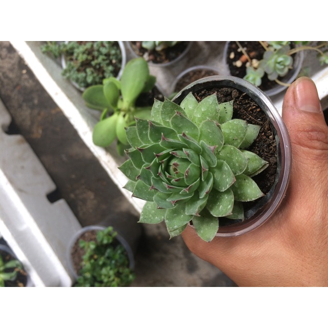 Combo sản phẩm 