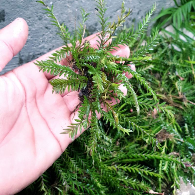 Cây chân rết bonsai tiểu cảnh, thủy sinh hồ cá