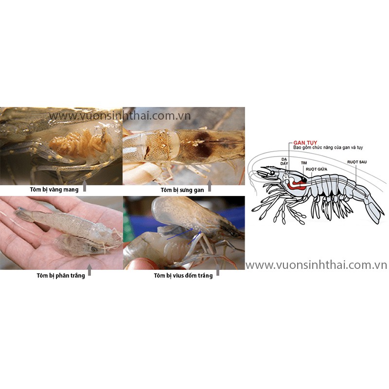 Chế phẩm thảo dược HEPAVIL - Khỏi lo rỗng ruột, phân trắng, gan, tụy trên Tôm, Cá, Ếch