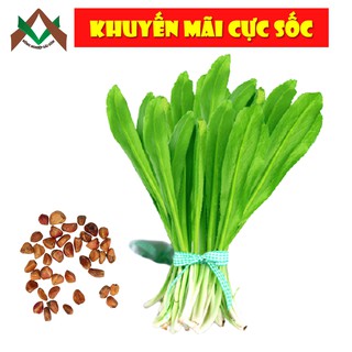 5gr HẠT GIỐNG NGÒ GAI (MÙI TÀU) NĂNG SUẤT CAO