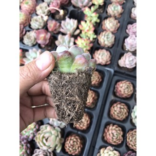 Sen đá vỉ size 3-5cm