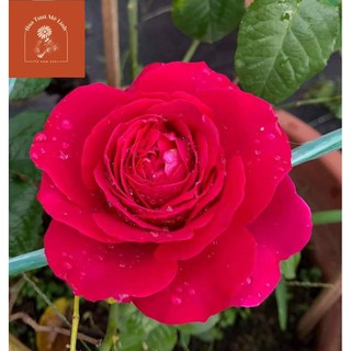 Hoa hồng ngoại kate rose – Nữ hoàng bí ẩn của xứ sở sương mù Anh quốc-HoaTuoiMeLinh