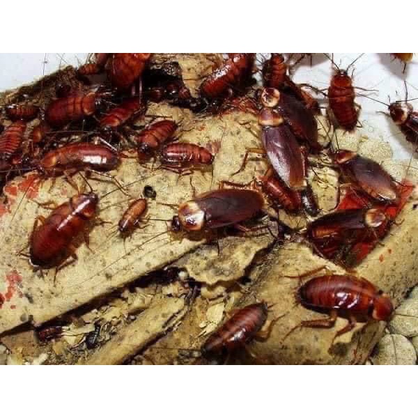 DIỆT GIÁN NHẬT BẢN - SET 12 VIÊN ĐUỔI GIÁN, CÔN TRÙNG TIỆN DỤNG, TẬN GỐC AN TOÀN