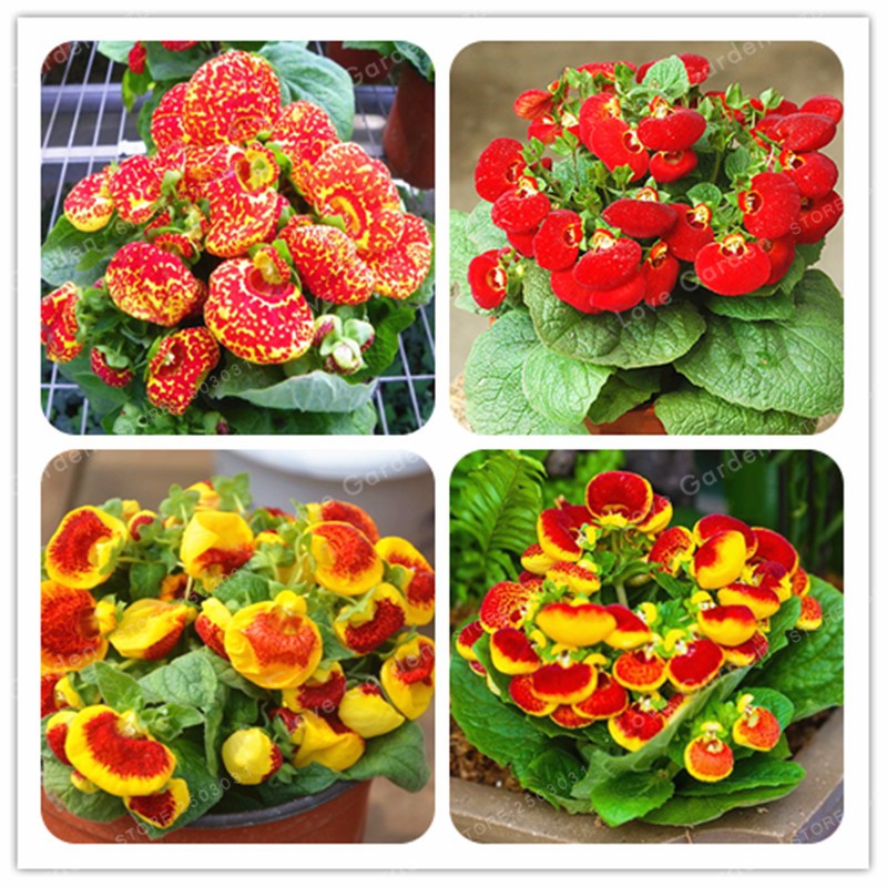 Hạt giống Hoa huyền Sâm mix