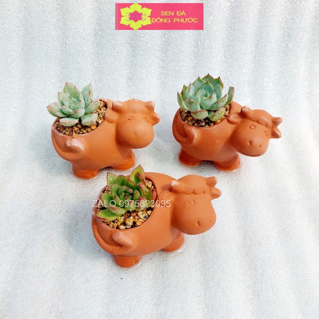 Chậu đất nung hình gấu mini - chậu trồng tiểu cảnh sen đá, xương rồng, cây phong thuỷ văn phòng đẹp