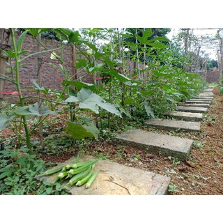 Hạt Giống Đậu Bắp Lai - 50 hạt