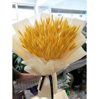 100 bông lúa mạch khô