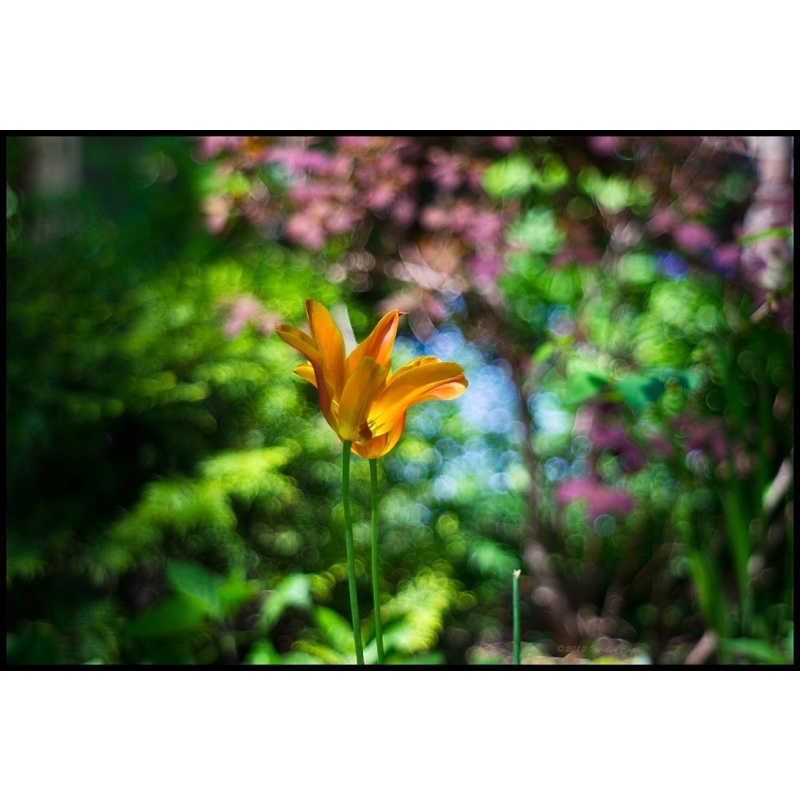 Ống kính MF jupiter 8 50/2 ngàm L39