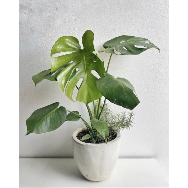 Hạt Trầu Bà monstera (20k/hạt)