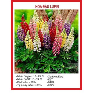 Hoa đậu Lupin