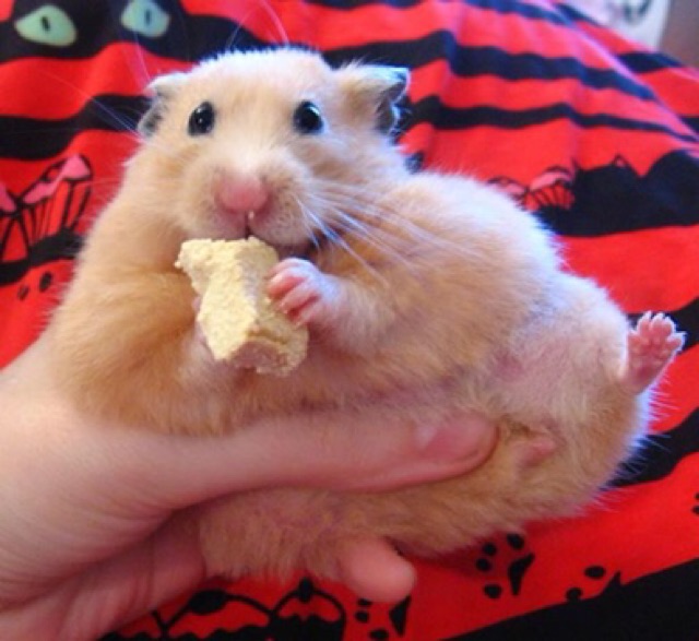 Đậu hũ sữa non, thức ăn vặt hamster