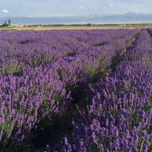 Hoa Khô Lavender, Hoa Oải Hương Lavender Thơm Ngát, Decor Siêu Xinh