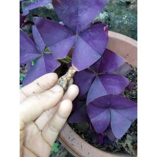 củ hoa bướm đêm